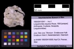 Foto (Objekt + Etiketten) von Longodromites angustus (Reuss, 1858) (NHMW-GEO-1990-0041-0041)